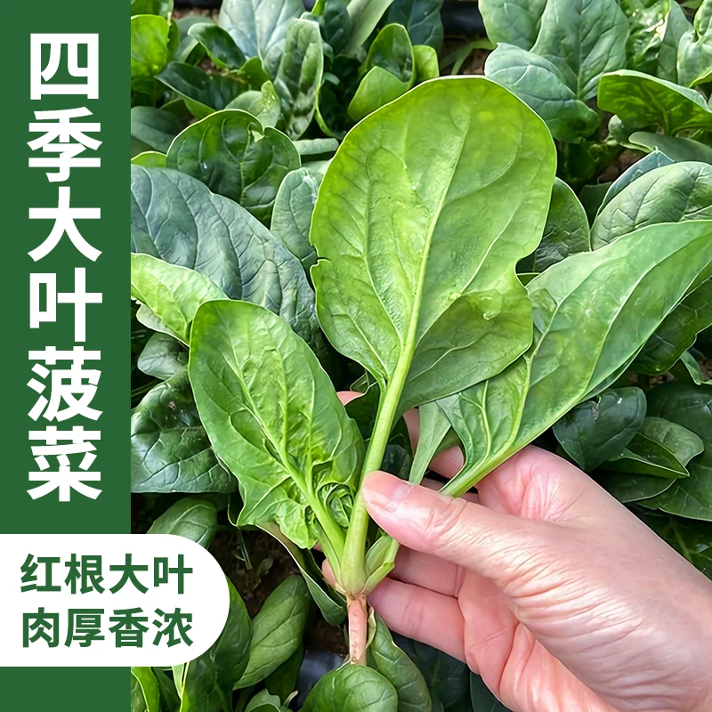 大叶菠菜种子耐热夏季种籽菠菜种籽春秋冬四季农家蔬菜菠菜籽种孑