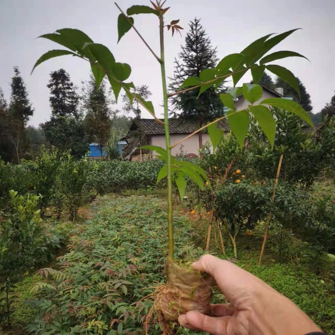 椿树苗椿树苗椿树苗