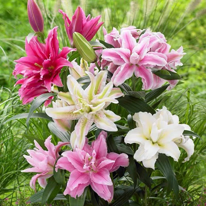 浓香型百合 香水百合种球  混色大球耐寒 易活 四季开花