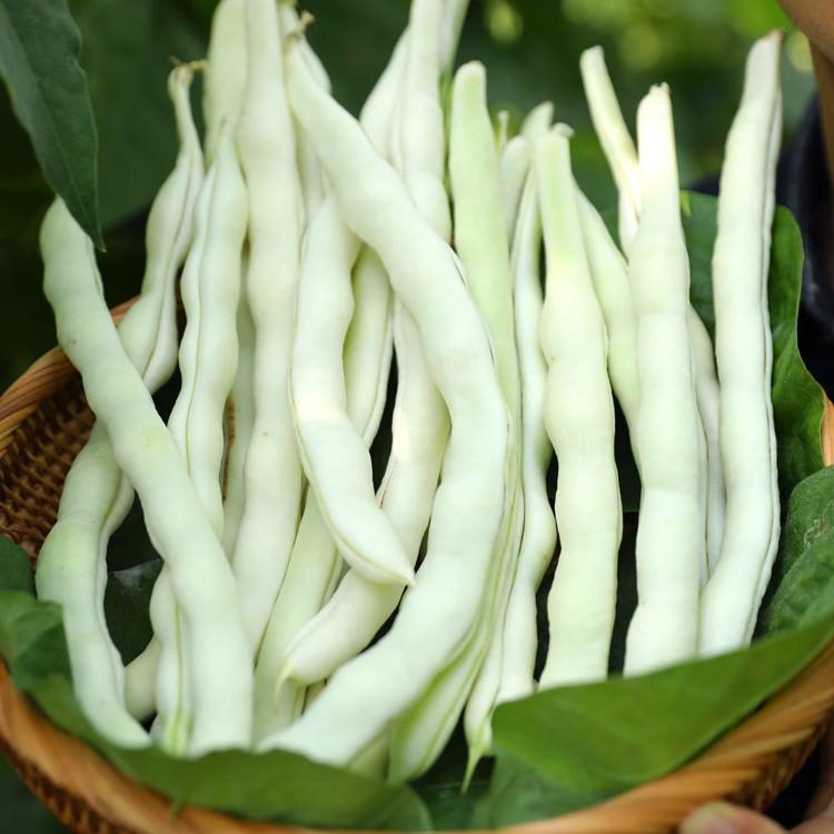 新一代高产白不老芸豆种子老来少豆荚九粒白豇豆家庭小院种植蔬菜-0