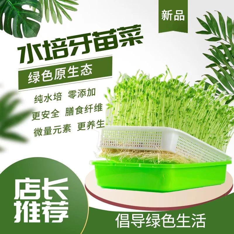 育苗盆无土栽培盘水培盆发芽生豆芽盆