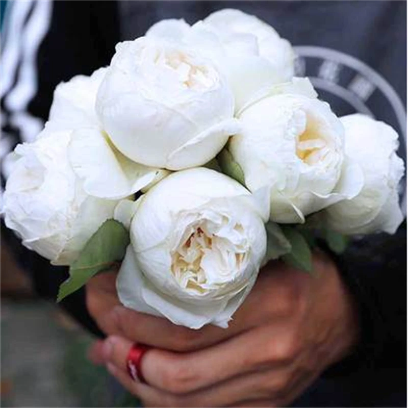 多季开大花浓香月季花苗伊芙婚礼之路纯白色玫瑰盆栽阳