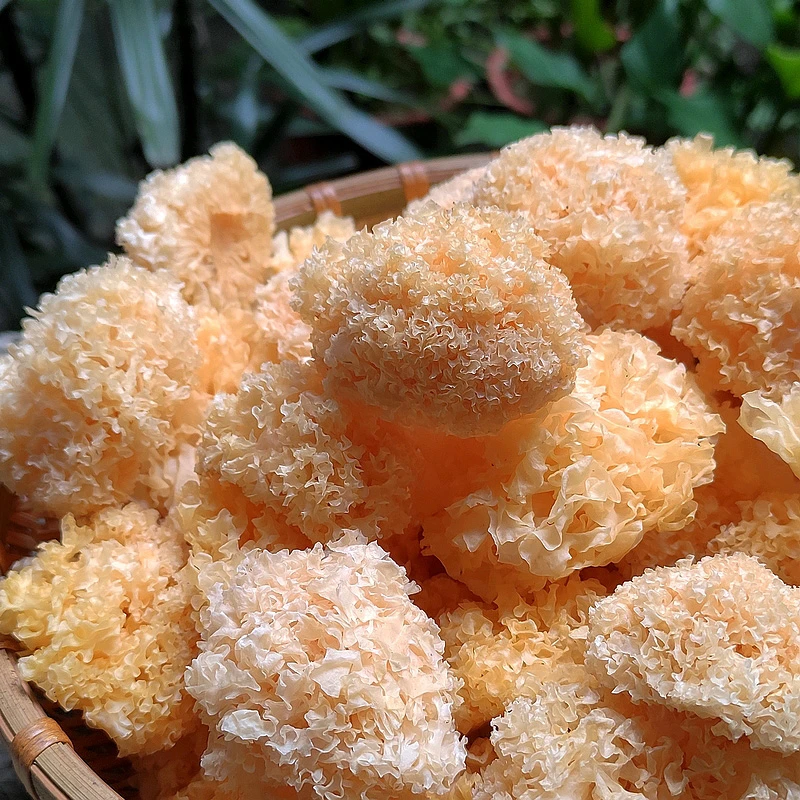 食谕记菌菇新货古田椴木小银耳干货快出胶银耳汤羹白木耳250克