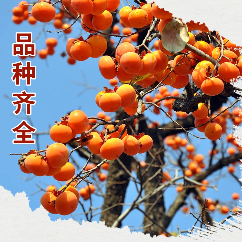 枣树樱桃树葡萄树石榴树山楂树苹果树枣树梨各种精品果树苗木南方