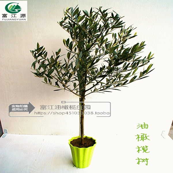 油橄榄树苗盆栽办公室内绿植4年龄棒棒糖老桩真植物阳台庭院绿化