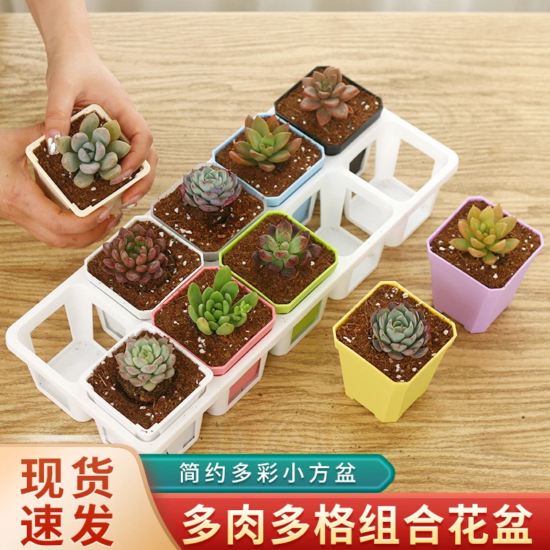 10孔多肉托架收纳整理搬运创意花盆阳台小植物十格多肉植物盆套装