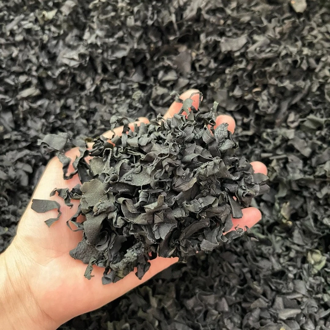 广东汕头南澳 凌盛 新鲜 裙带  裙带菜100g-500g