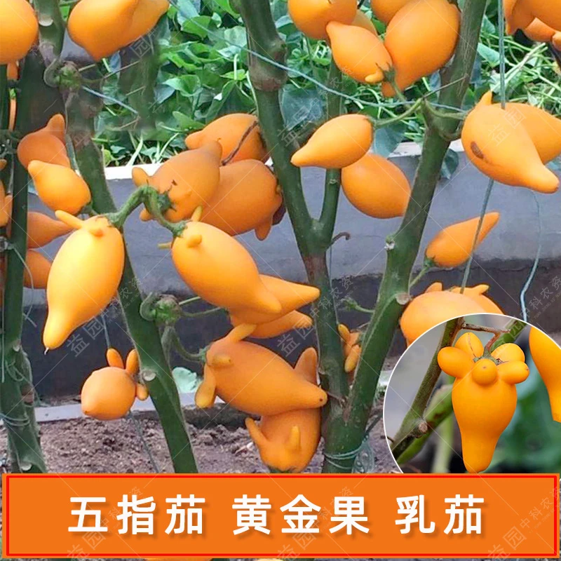 五指茄种子 乳茄黄金果彩茄金银茄盆栽花卉蔬菜籽观赏药用 四季播