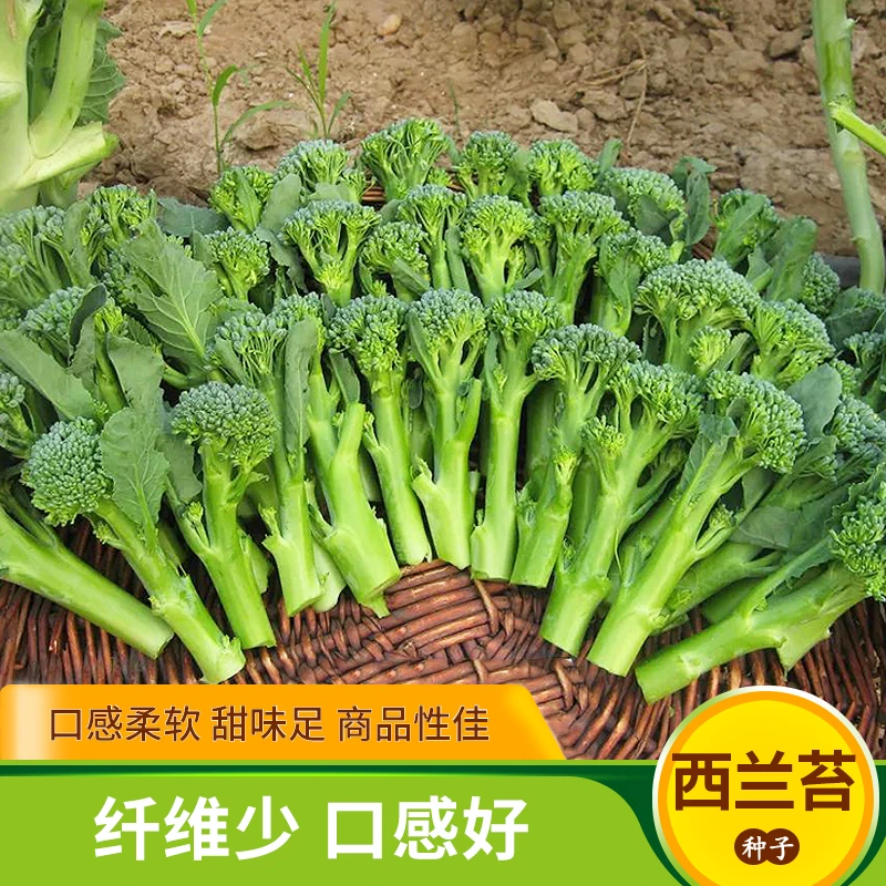 西兰苔蔬菜种子西兰花芥兰芦笋菜心阳台盆栽春季夏四季播早熟