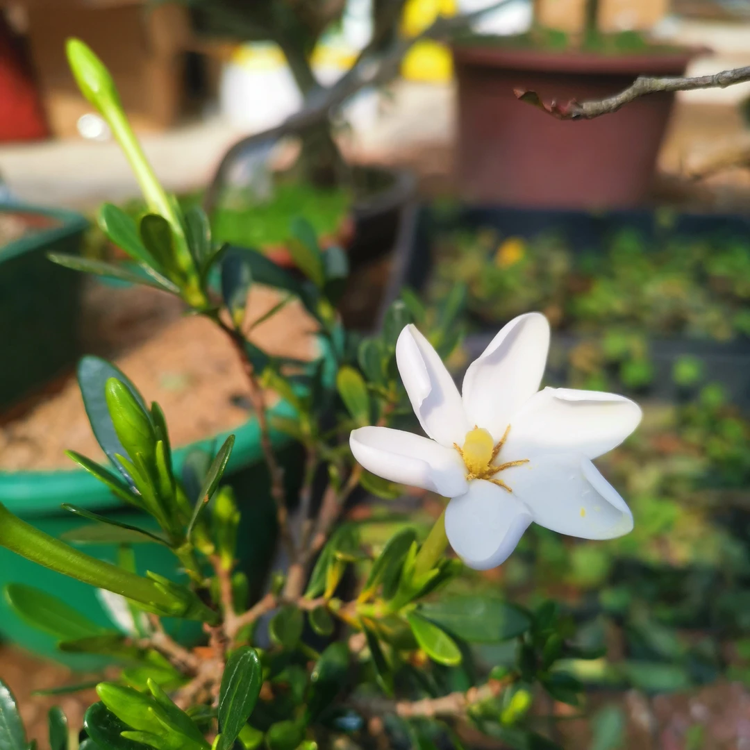 春林园艺腊玉栀子花苗小叶栀子花素苗一物一拍