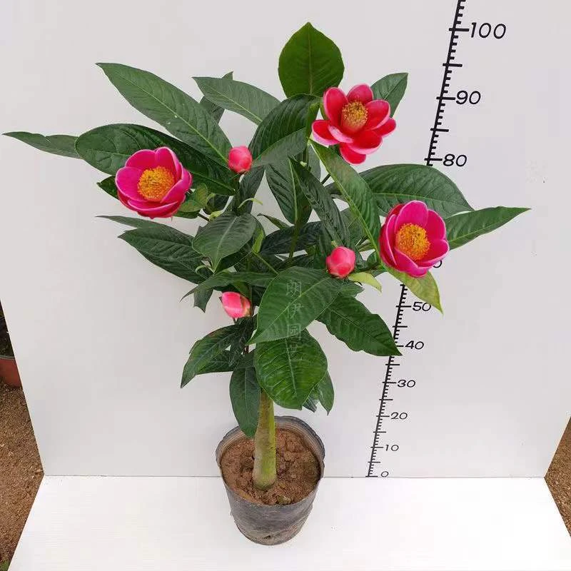 越南四季红抱茎海棠茶花嫁接 阳台庭院绿植