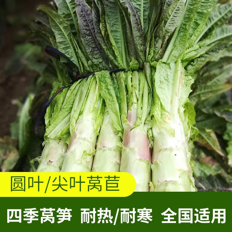 高产椭圆形莴苣种子耐寒耐热二白皮莴笋种子四季阳台盆栽蔬菜种子