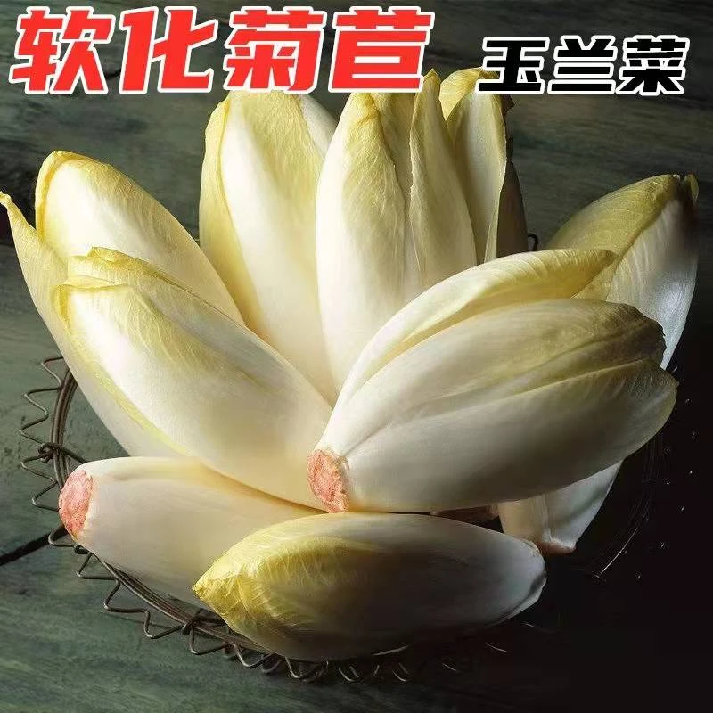 金玉兰菜籽白玉兰种子软化菊苣种籽四季阳台蔬菜黄芽菜蔬菜籽春季
