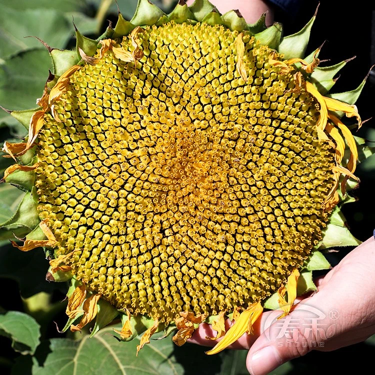 食用向日葵种子种籽矮葵花油葵盆栽观赏孑花苗活苗蔬菜子菜种幼苗