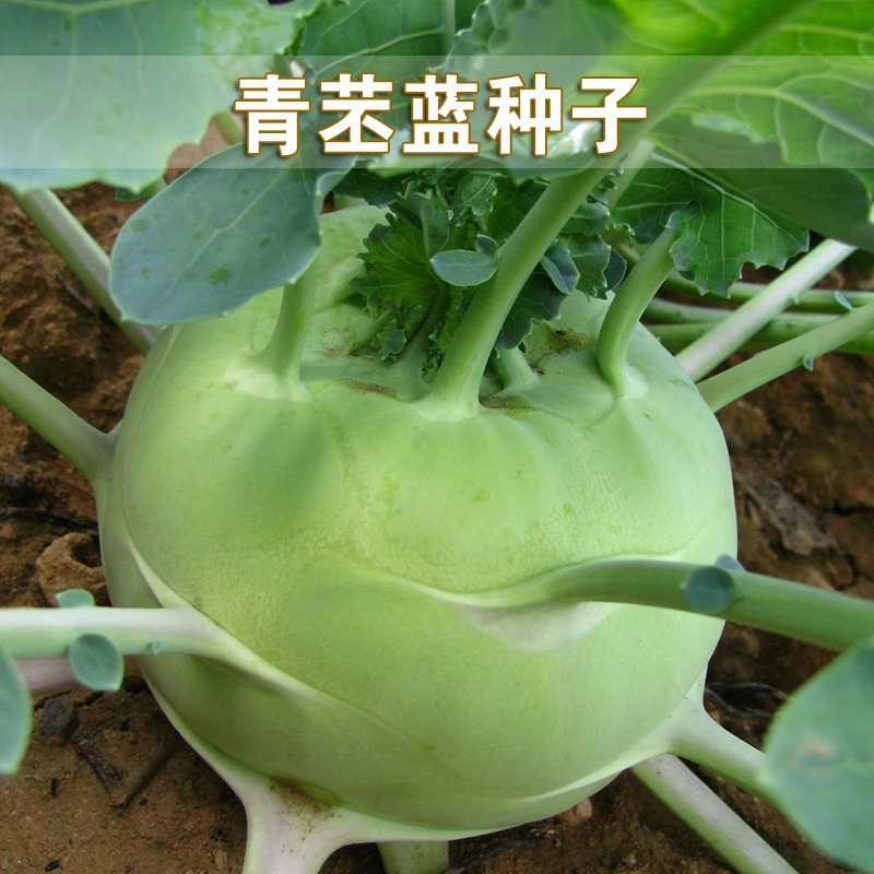 天津青丕蓝种子特色水果苤蓝头紫苤蓝种子四季阳台盆栽蔬菜种子