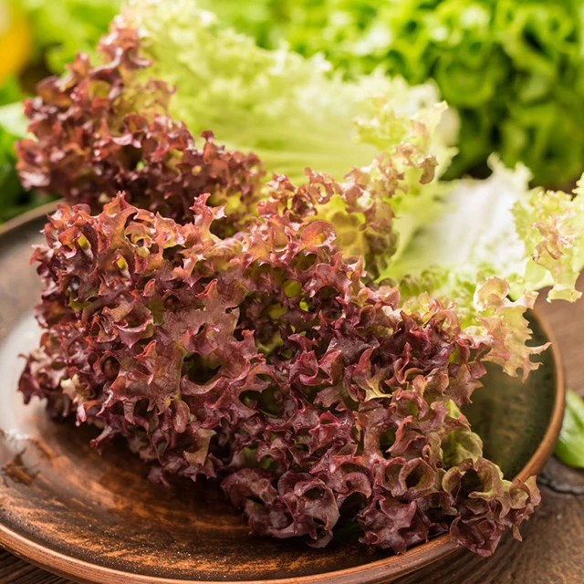 紫叶生菜种子大全水培四季生菜种籽孑农家春夏秋冬季菜籽种南方