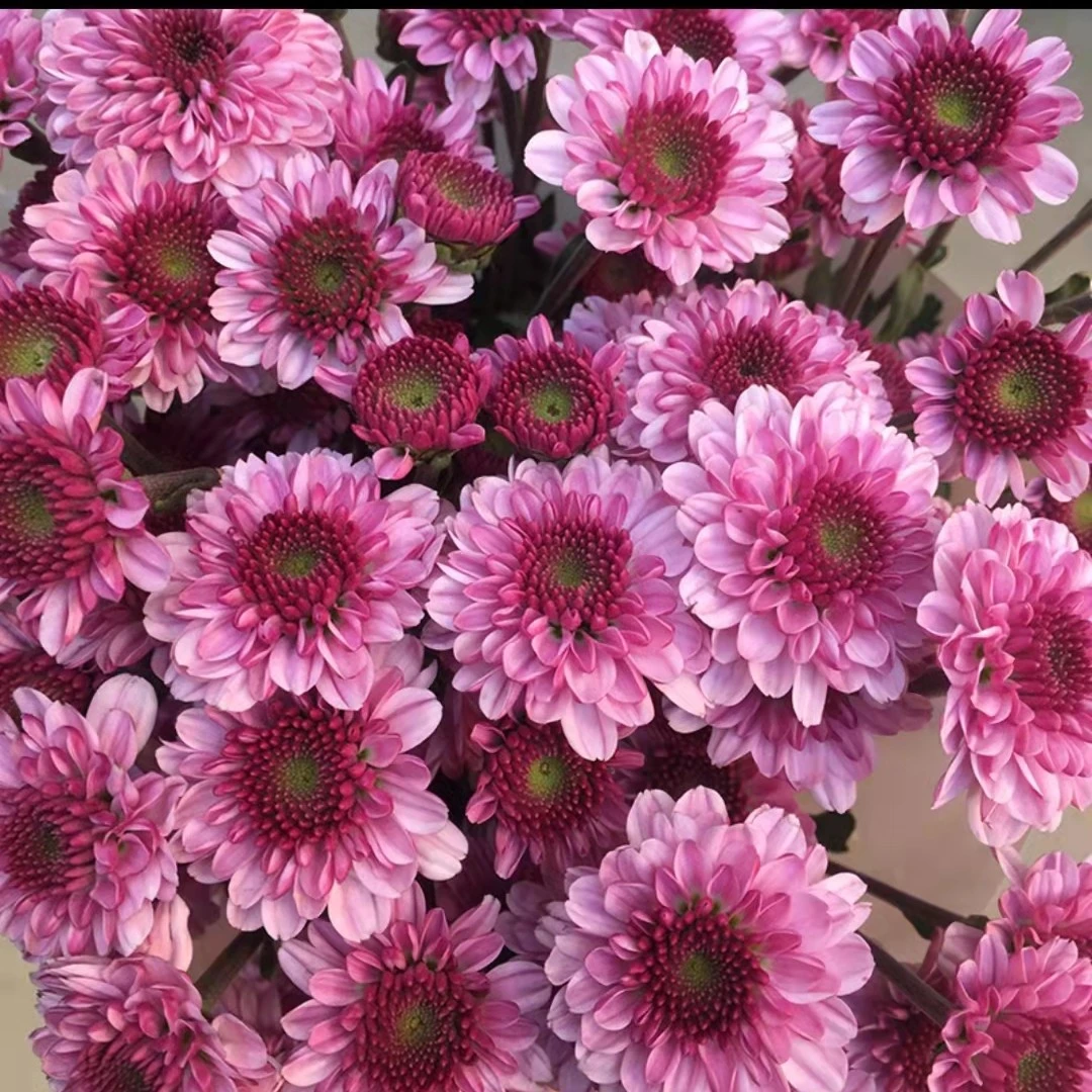 鲜花小雏菊】收到先醒花20%不售后疫情无法到达不售后介意勿拍