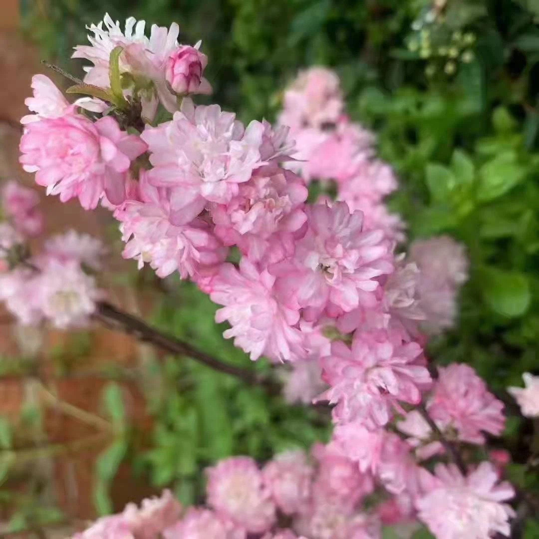 鲜花费用】偏远地区空运运费