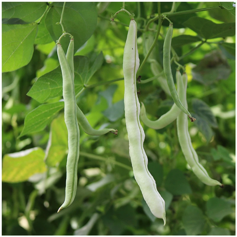 九粒白芸豆种籽子老来少四季豆架豆豆角高产秋播蔬菜孑菜种籽苗秧