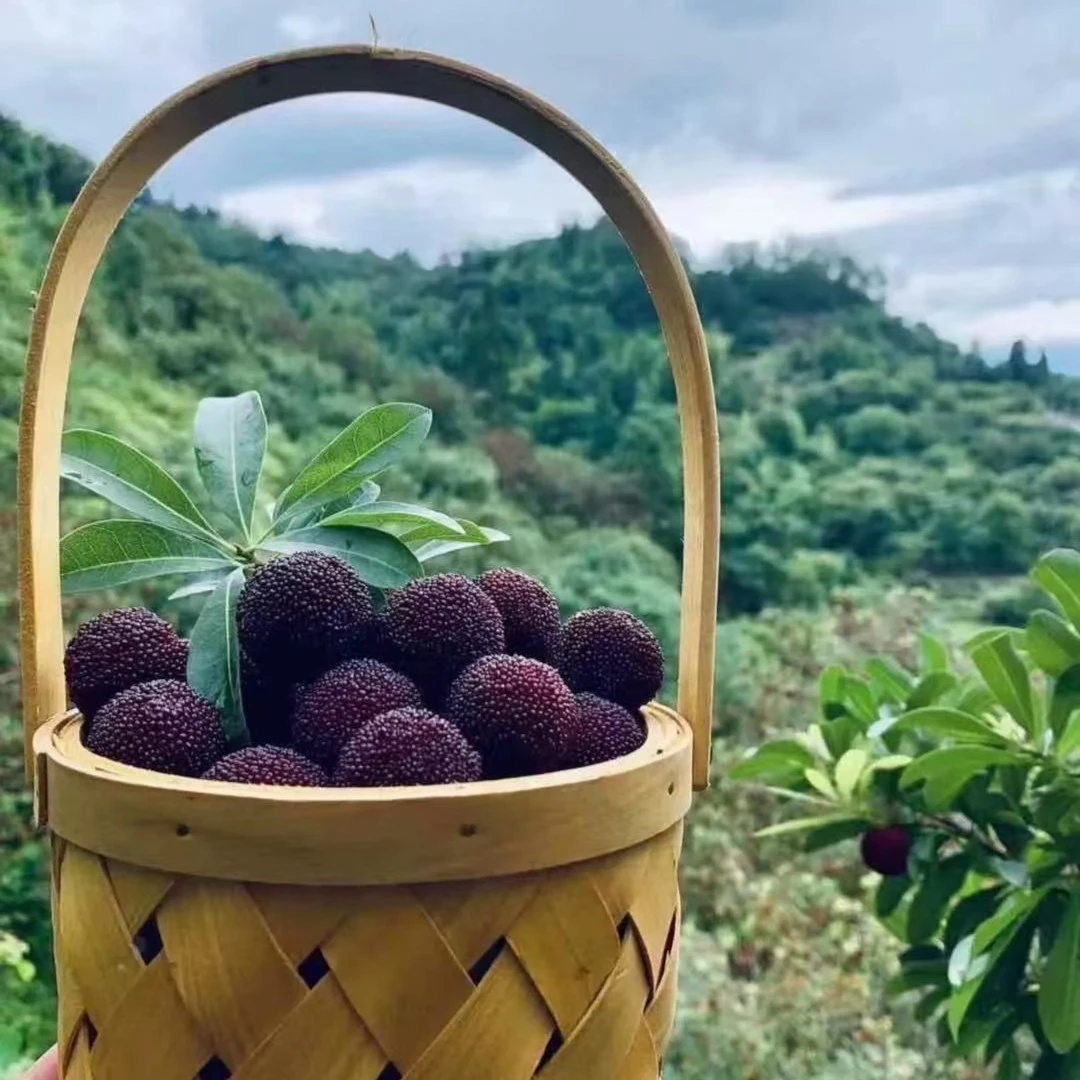 新鲜仙居杨梅东魁荸荠整箱现摘现发当季水果6斤装顺丰包邮