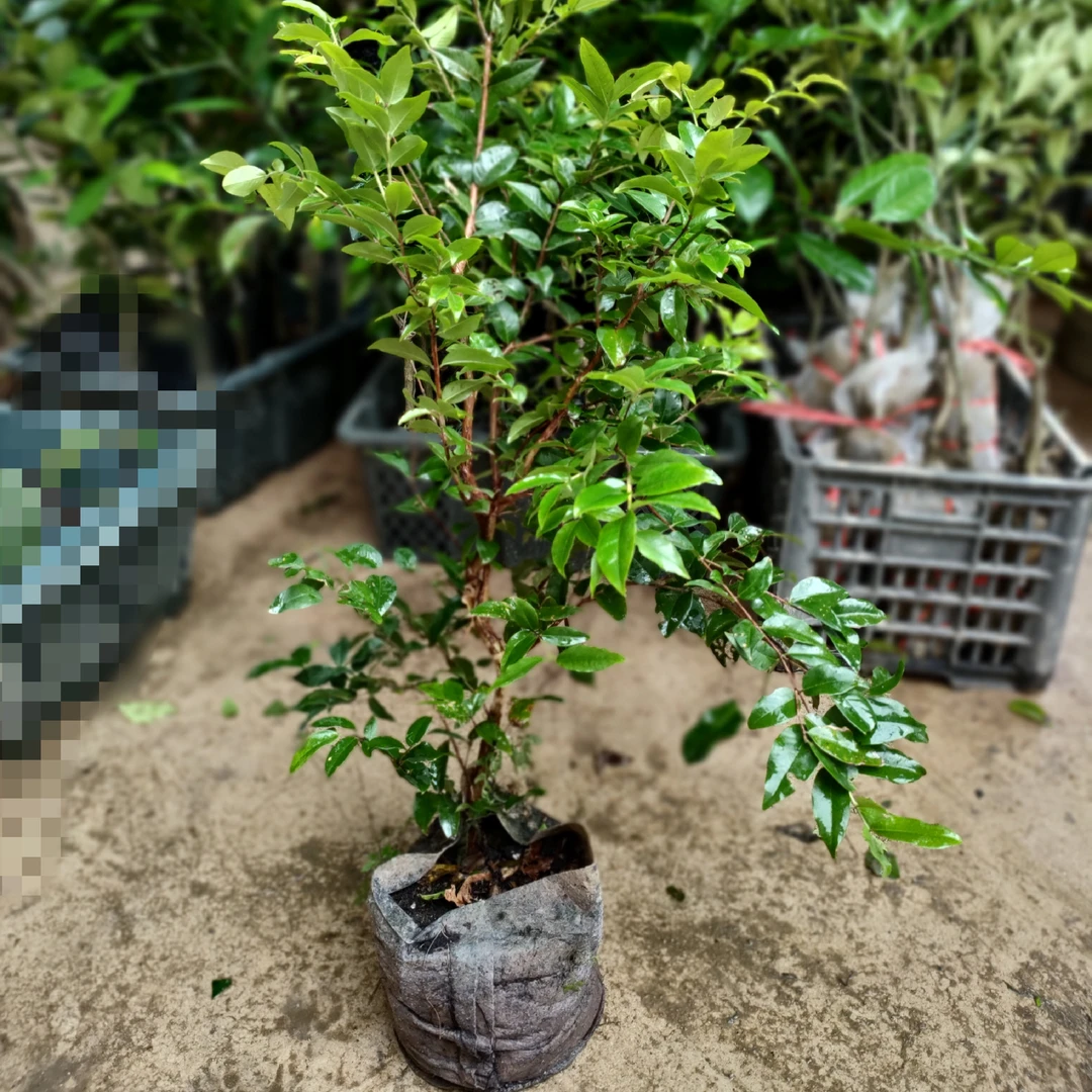 98 果树植物,直播间一物一拍栽培春季常绿开花