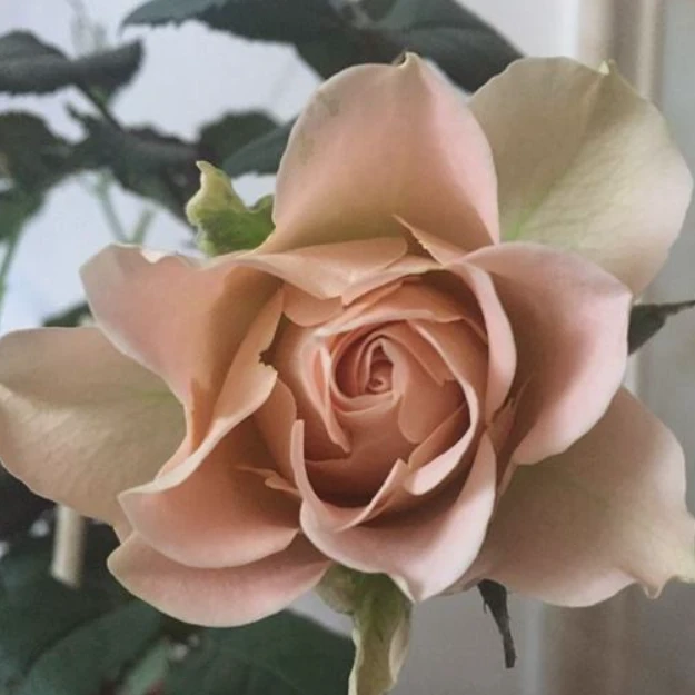 玫瑰大叔 心之牵绊 灌木月季 多季勤花 庭院阳台