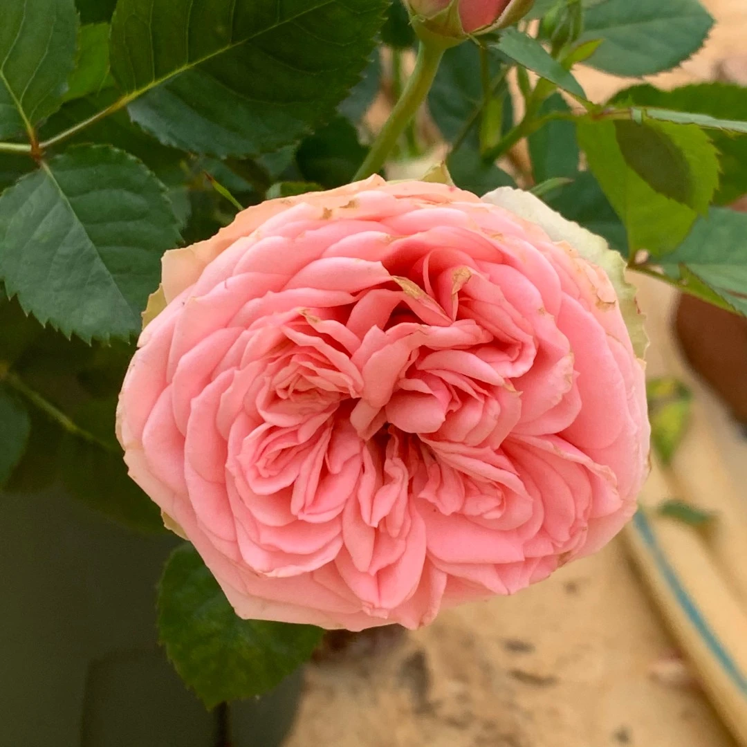 玫瑰大叔 蒙特克里斯泰勒 灌木月季 庭院阳台