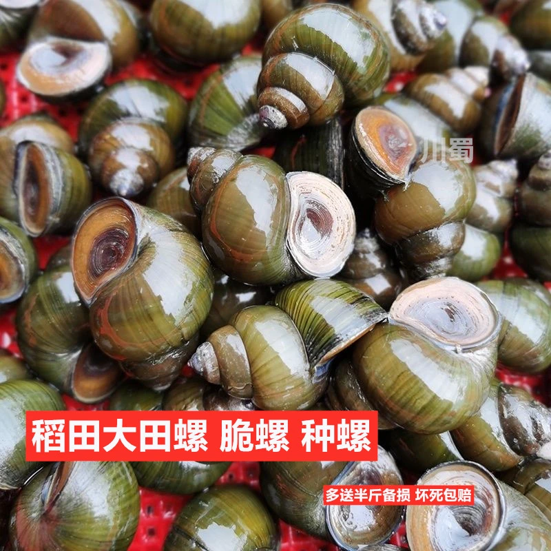 稻田大田螺新鲜脆螺泥螺食用螺蛳肉超大田螺观赏除藻螺丝包活5斤
