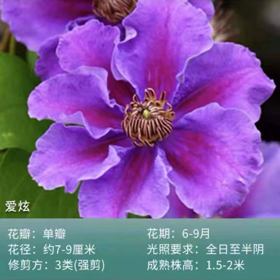 铁线莲中大苗盆栽爬藤植物『夏季修剪』四季春天开花阳台庭院必选