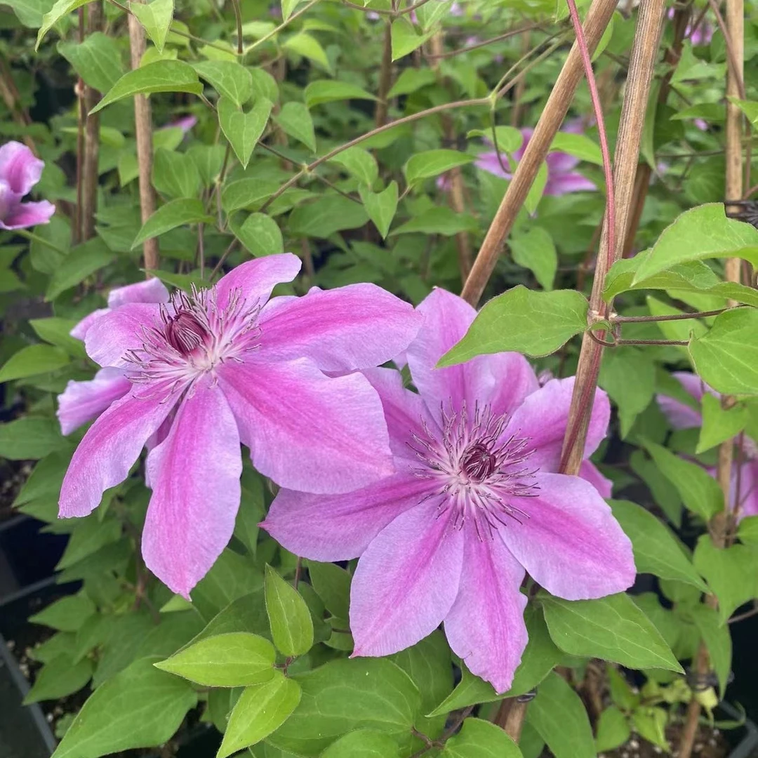 吉恩斯中大苗铁线莲阳台盆栽爬藤攀援观花卉植物