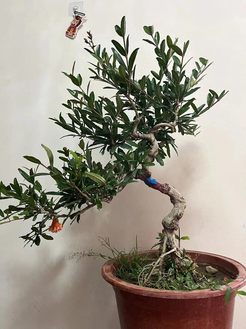 石榴盆景玛瑙花脸牡丹石榴小老桩庭院盆景阳台摆件