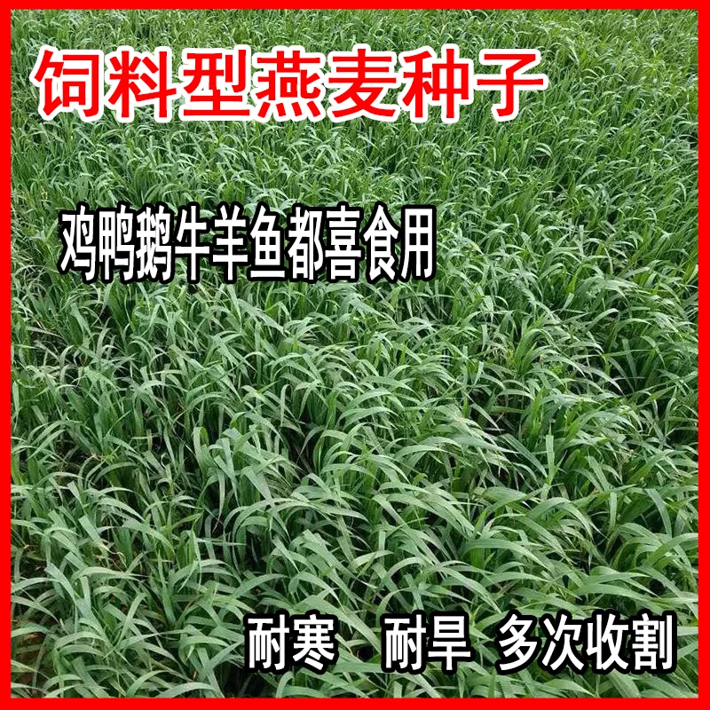 食用燕麦种子养殖牧草耐寒高产鱼饲料草籽绿肥牛羊草种籽播种