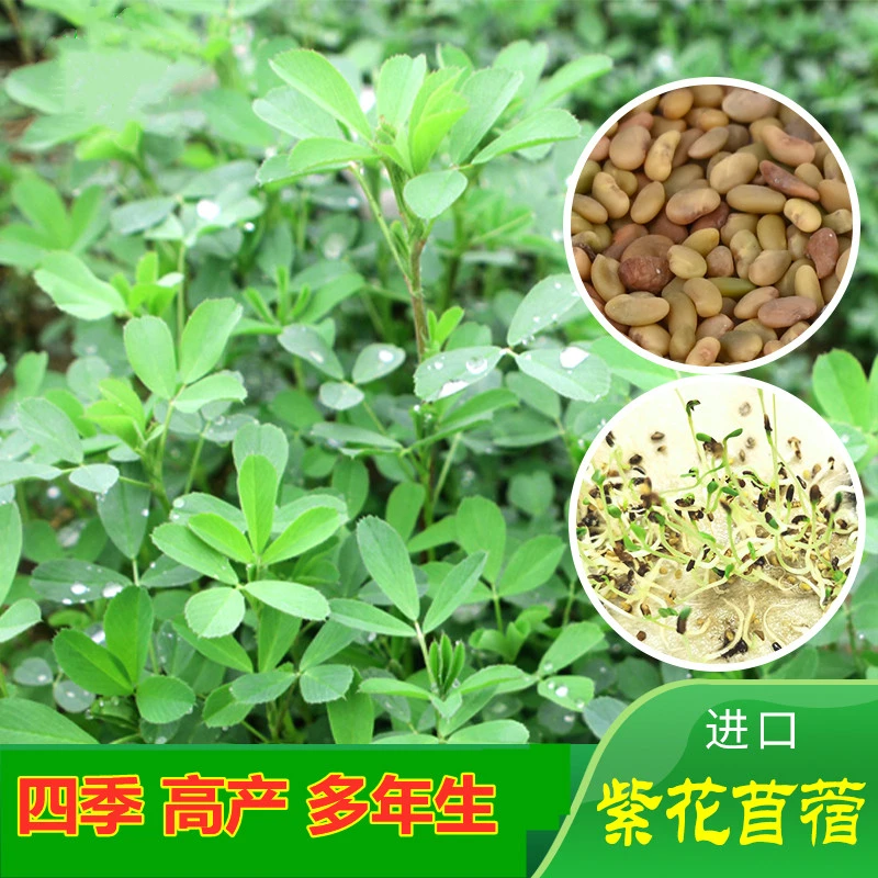 紫花苜蓿种子猪牛羊兔鸡鸭鹅多年生四季养殖牧草苜蓿草籽牧草