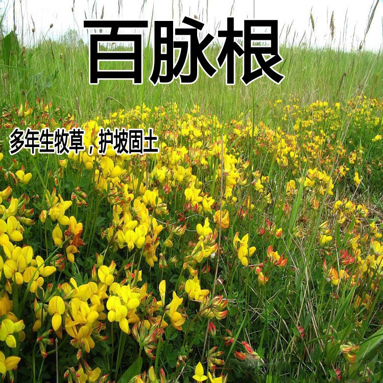 牧草种子百脉根.五叶草牛角花草种子牧草种子高产量护坡固土