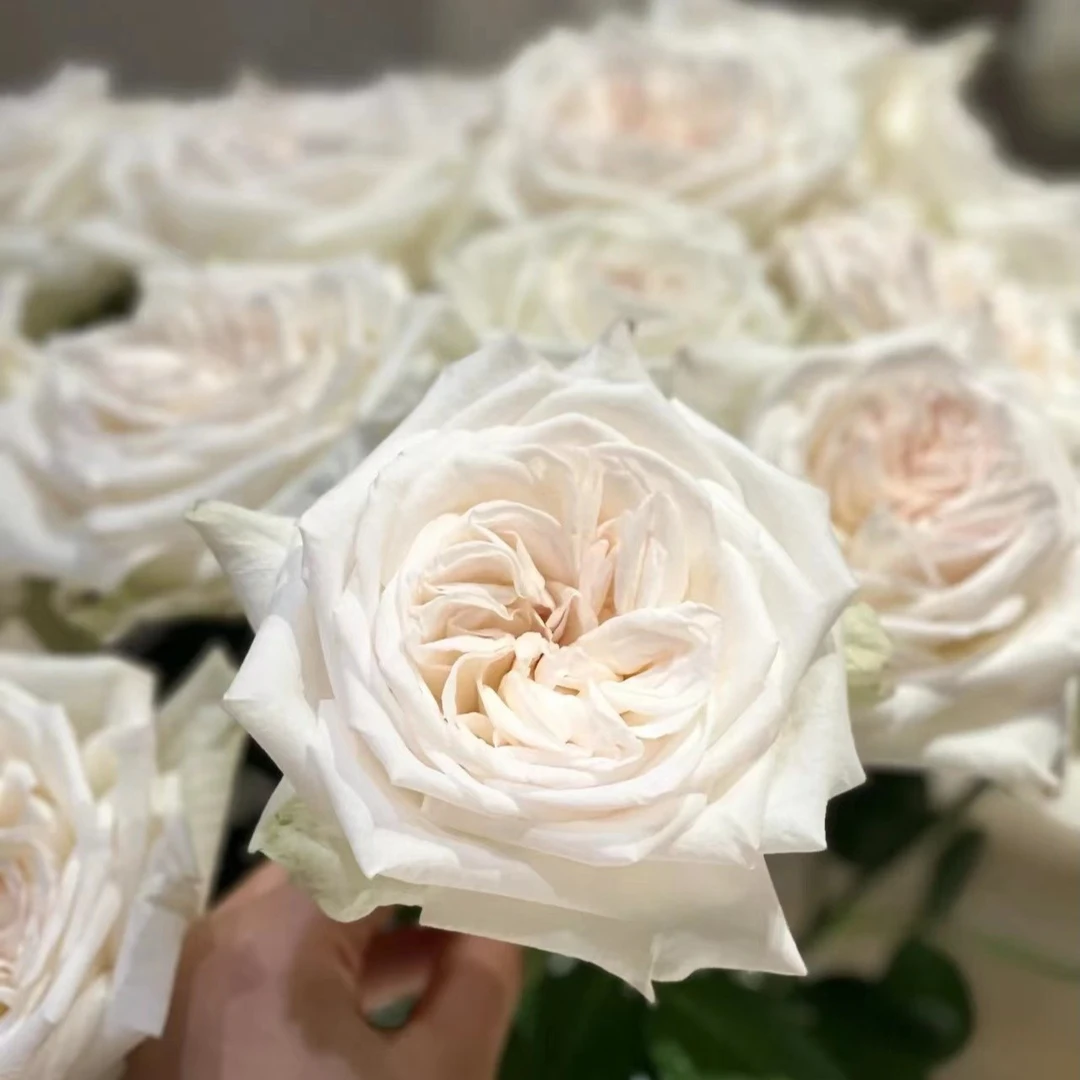 【香樟坊优选】【带包装醒花】白荔枝玫瑰