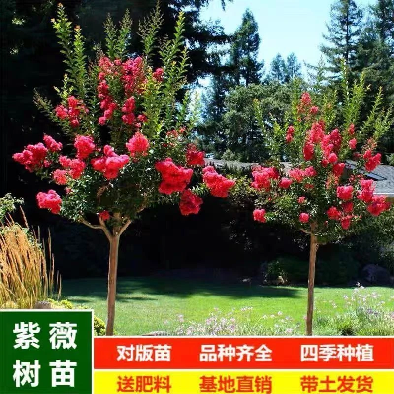 紫薇花苗红火箭紫薇苗天鹅绒树苗四季地栽盆栽庭院种植百日红花树