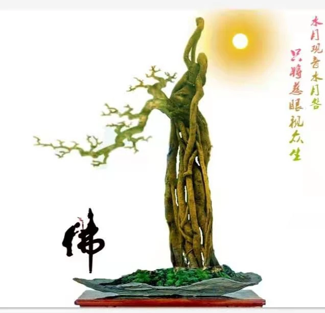 盆景直播下单链接