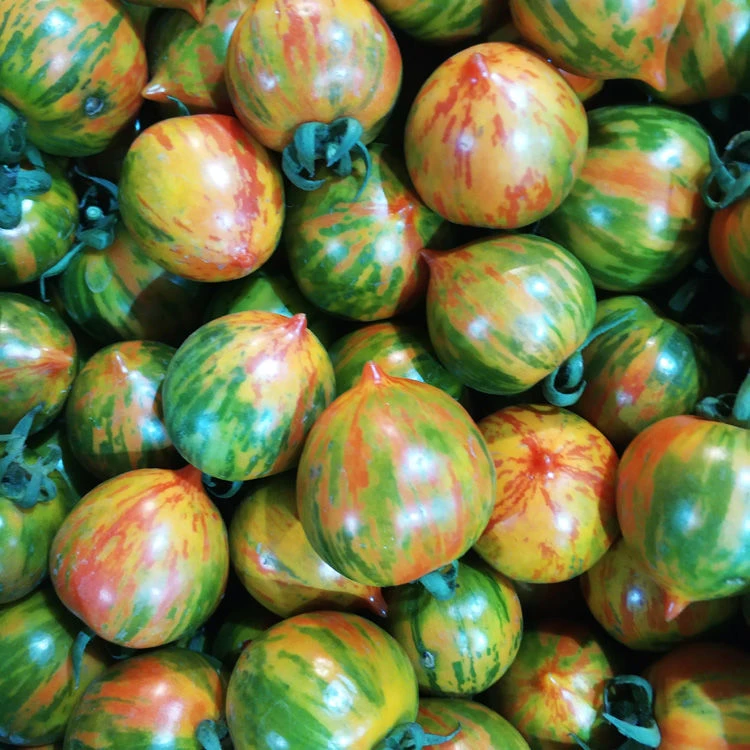 鲜蓁蓁顺丰包邮东北皮球柿子3/5斤西红柿 新鲜柿子番茄包邮