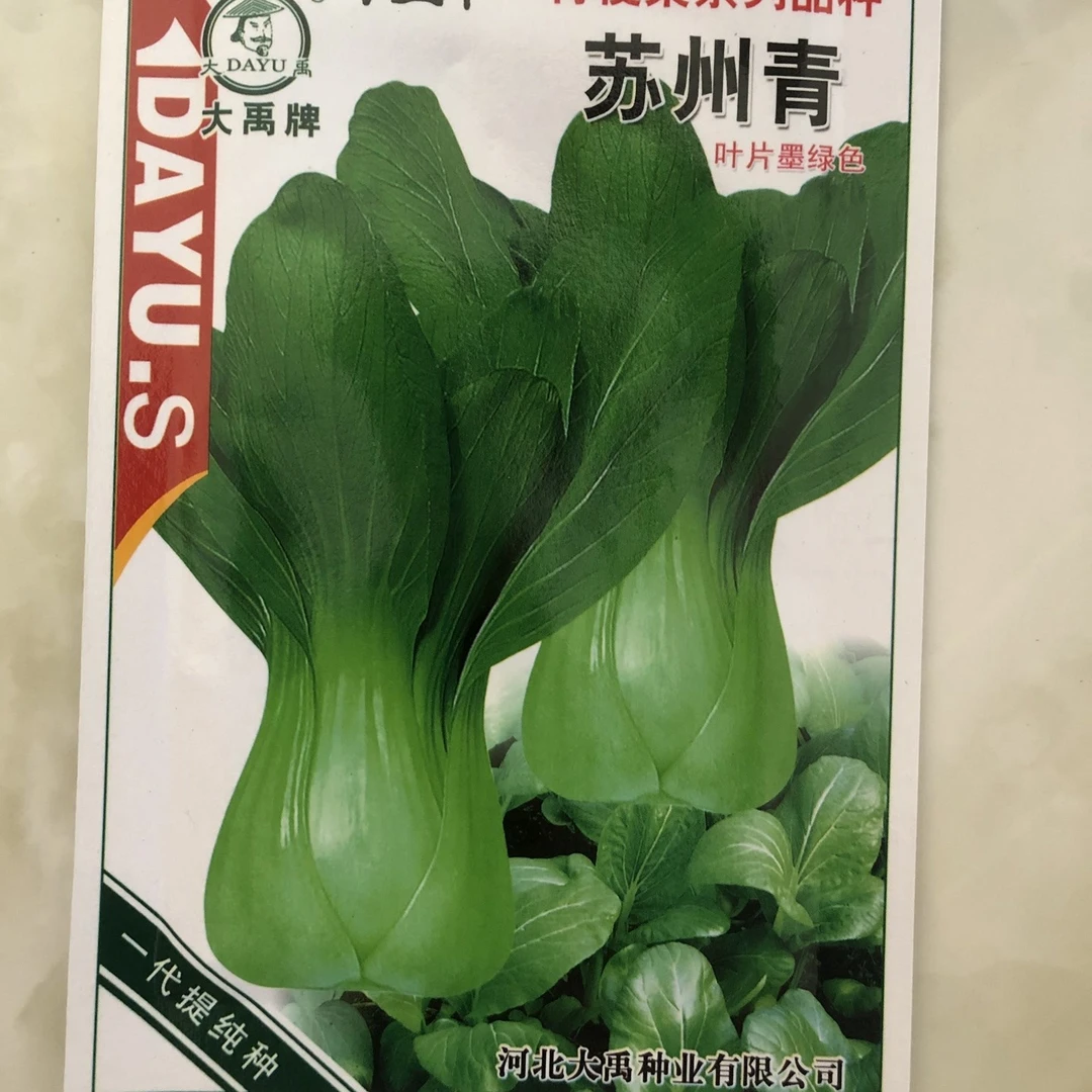 苏州青油菜种子种子