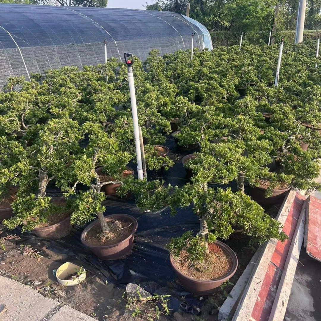 精品老盆口罗汉松1客厅橙色走廊春季蓝色夏季前台净化冬季防辐射