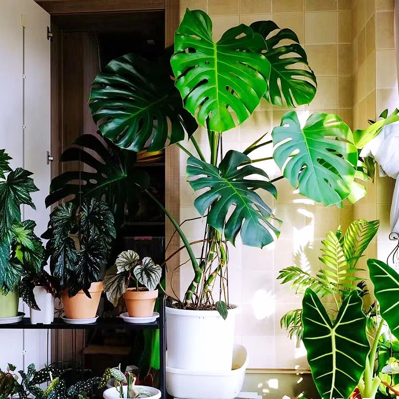 超大十年老桩龟背竹盆栽室内百搭绿植净化空气一物一拍款庭院植物