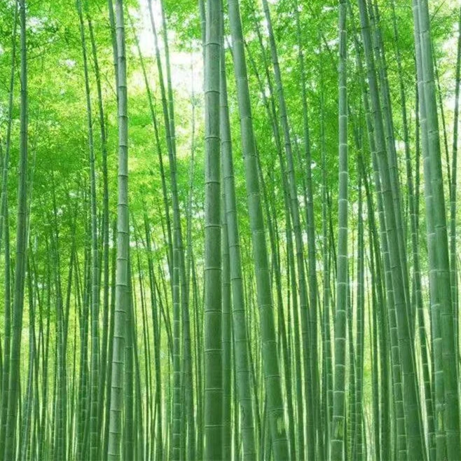 耐寒毛竹苗大毛竹四季长绿绿竹食用竹笋户外景观竹承接绿化工程