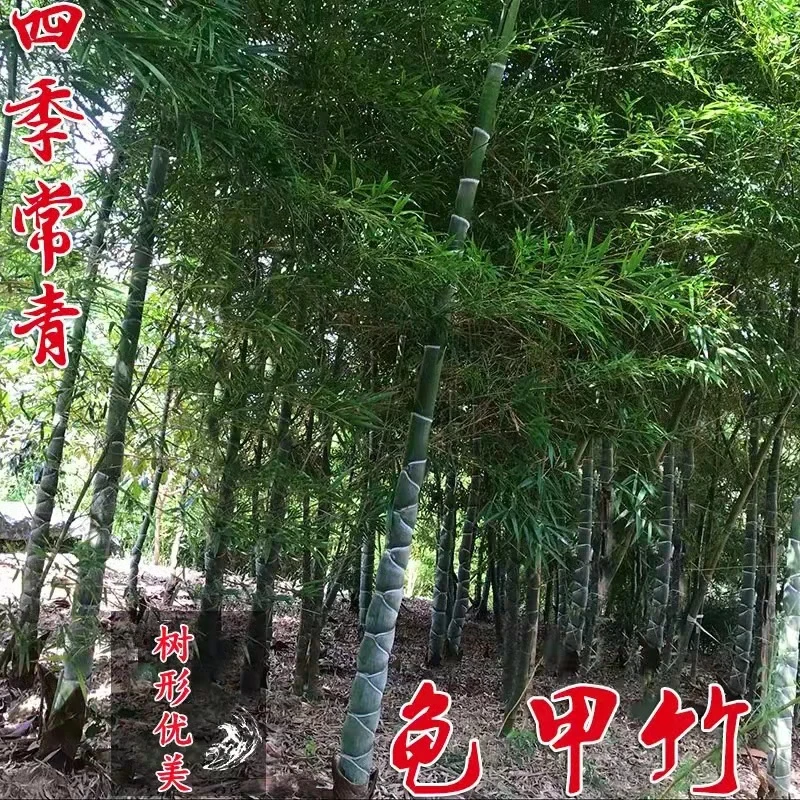 龟甲竹龙鳞竹精品名贵观音竹庭院别墅花园耐寒景观竹佛肚竹户外