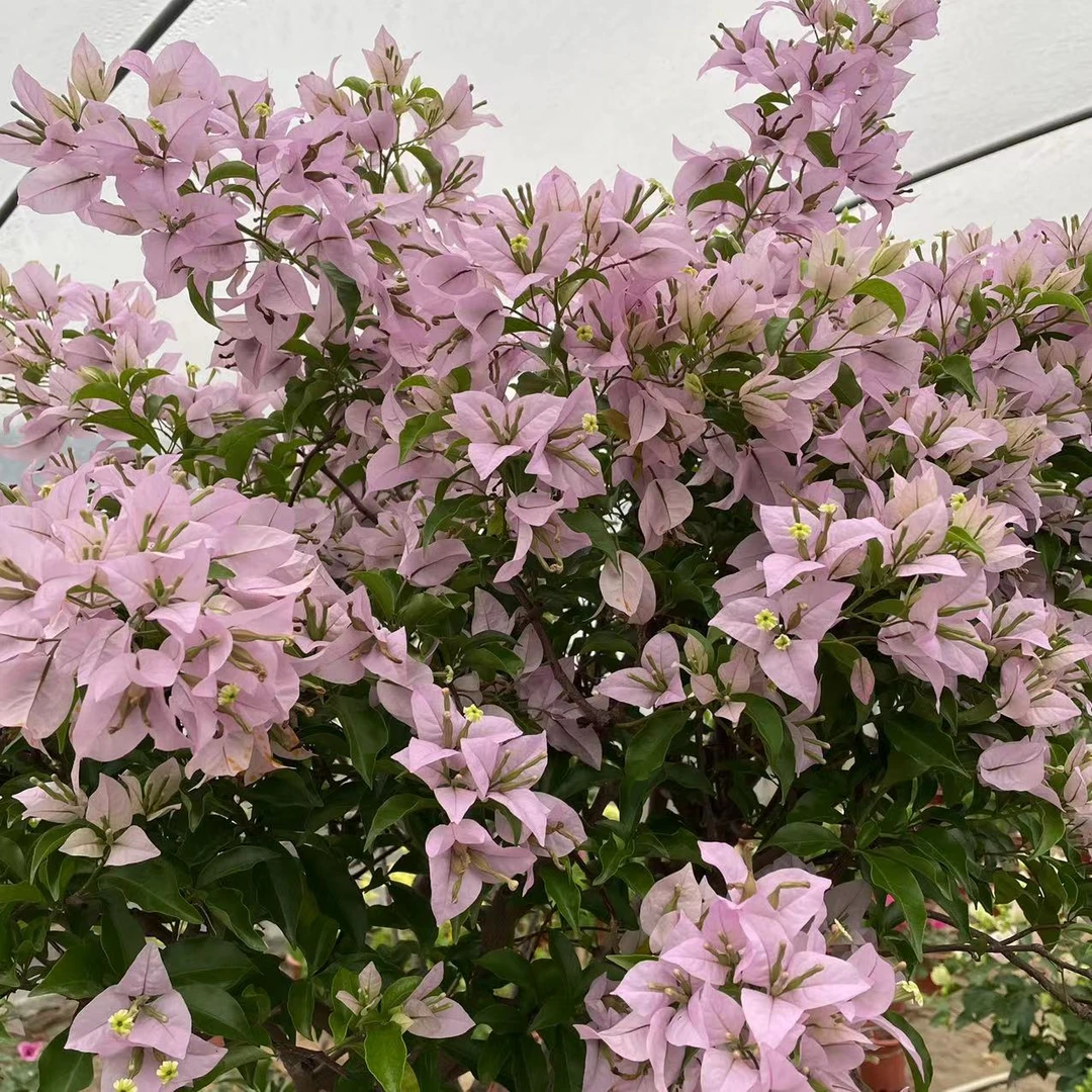 三角梅花卉绿植一物一拍