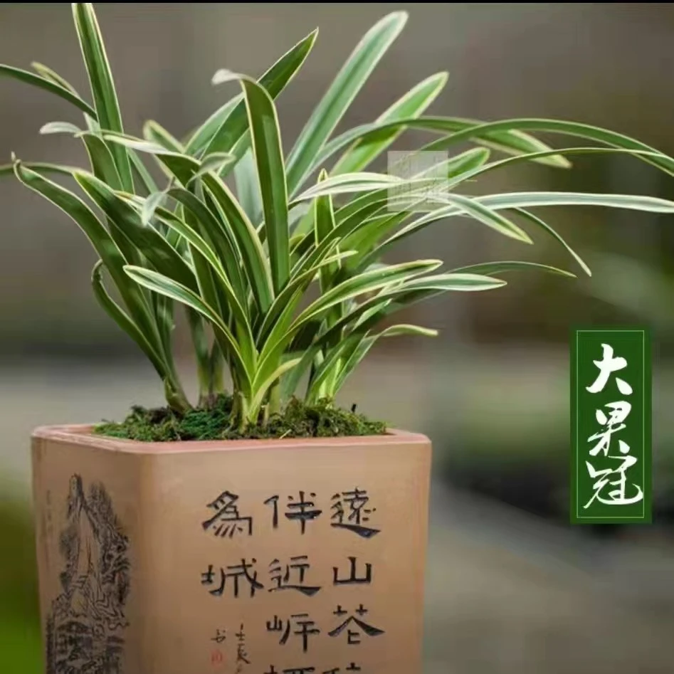 四季建兰金边矮种鹤艺大果冠兰花苗绿植盆栽浓香型客厅办公室书桌