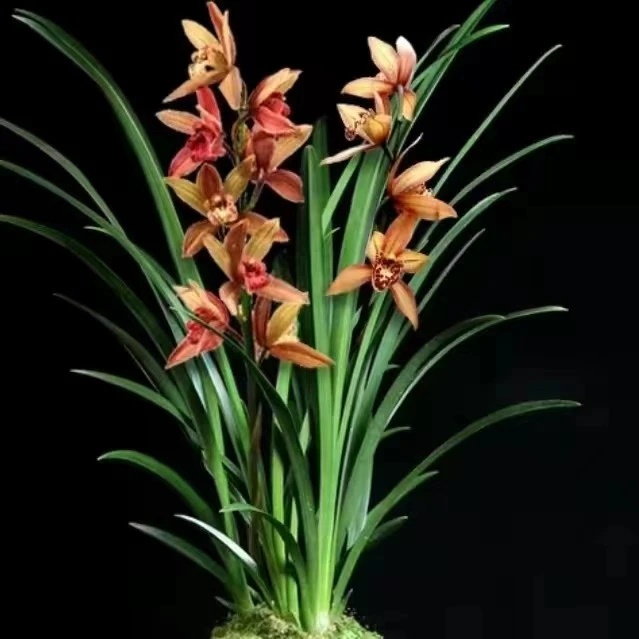 惠兰桃花浓香型兰花苗易开花易活植物盆栽适客厅阳台办公桌