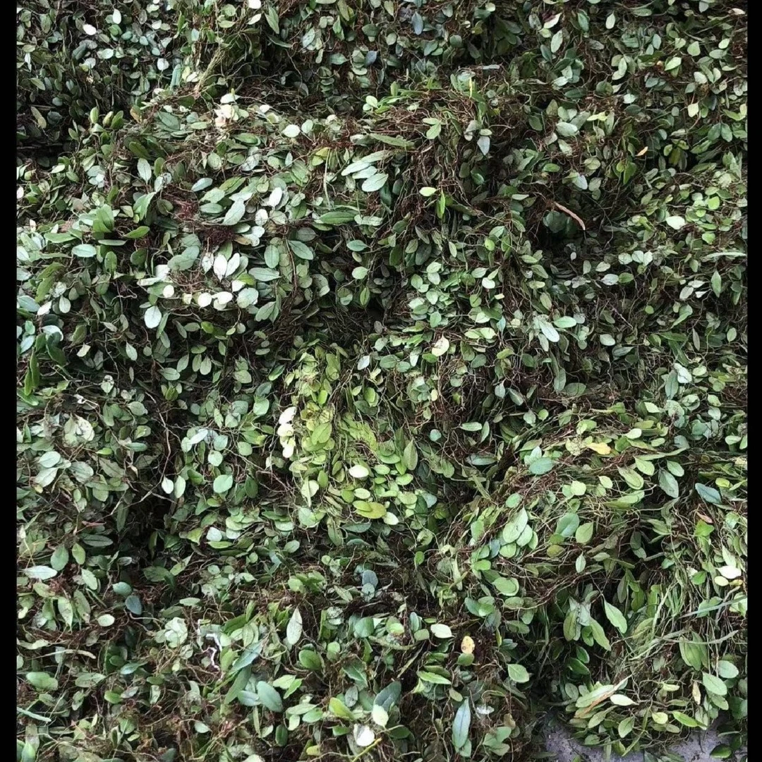 福建高山屏南抱石莲石瓜子鱼鳖草肺草煲鸭排骨好料汤500g