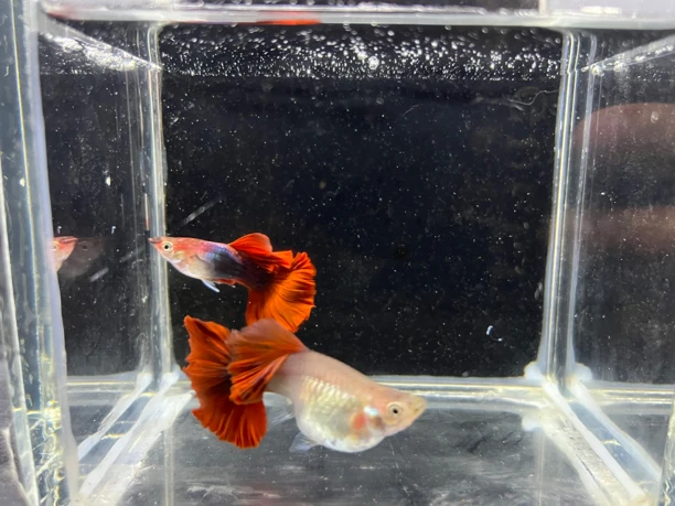 精品菊花帆折扇球体种鱼1对3-3.5cm左右（入缸不做售后）
