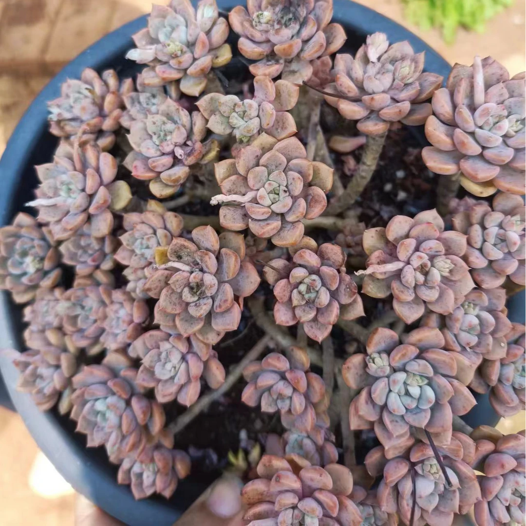 花青谷园艺  精品粉布偶