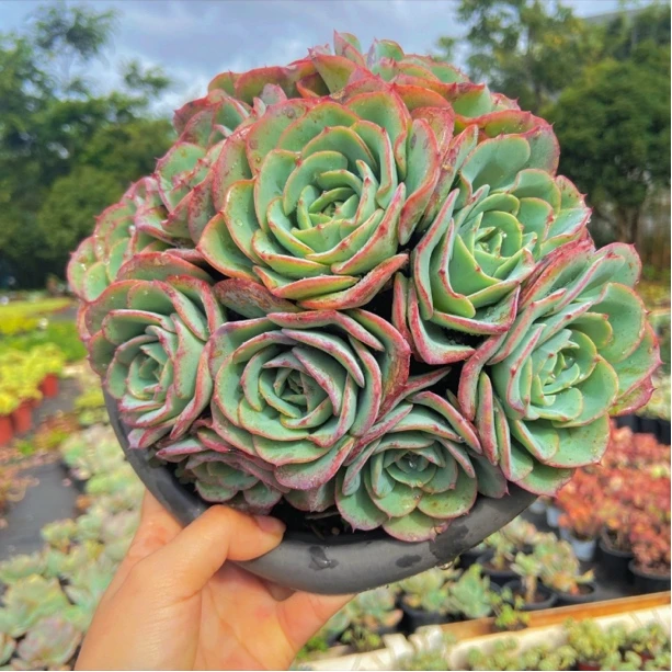 花青谷多肉园艺 奶油黄桃